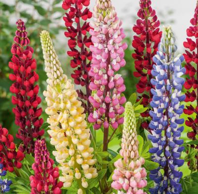 LUPIN POLYPHYLLE DE RUSSEL - 2 G