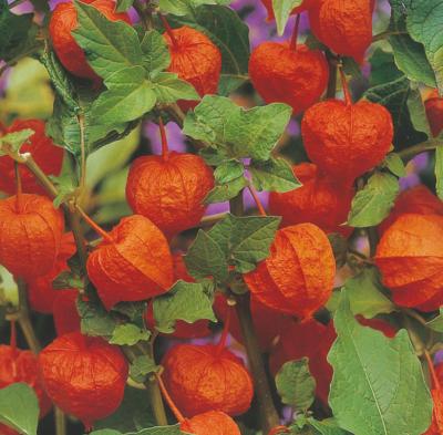 PHYSALIS FRANCHETII - 1 G