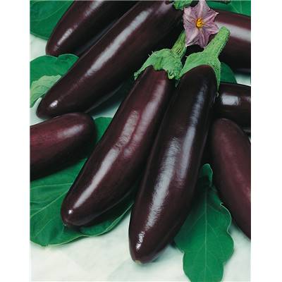 AUBERGINE VIOLETTE DE BARBENTANE - 2 G