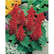 SAUGE SPLENDENS PETIT TANGO - 0.5 G