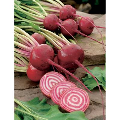 BETTERAVE CHIOGGIA - 5 G