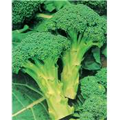 CHOU BROCOLI EMPEROR HF1 - 1 G