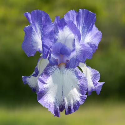 IRIS FAIRY RING - LE GODET