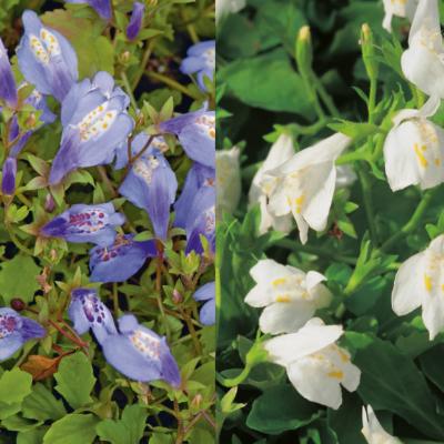 COLLECTION MAZUS RAMPANTE  - 6 GODETS