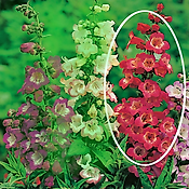 PENSTEMON LE PHARE - 2 GODETS