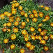 DELOSPERMA ORANGE WONDER PLANTE VIVACE - 3 GODETS