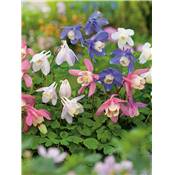 AQUILEGIA CAERULEA PLANTE VIVACE - 3 GODETS