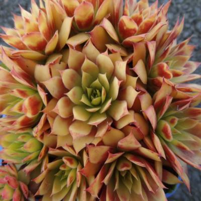 SEMPERVIVUM CHICK CHARMS® GOLD NUGGET