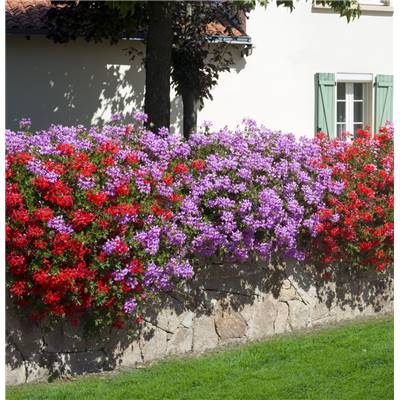 GERANIUM LIERRE ROSE - 3 GODETS 