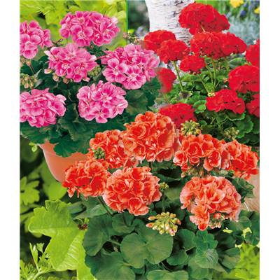 OFFRE GERANIUMS ZONALES - 6 GODETS