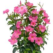 DIPLADENIA DIAMANTINA ROSE - LE POT