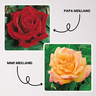 ROSIER DUO MEILLAND® - 2 ROSIERS - Hauteur: 80 à 90 cm.