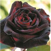 ROSIER BUISSON BLACK BACCARA - LE ROSIER