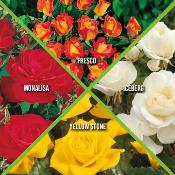 COLLECTION 7 ROSIERS POLYANTHAS