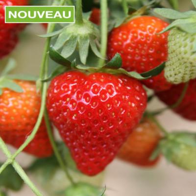 FRAISIER CANTALISS - 20 PLANTS