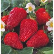 FRAISIER COLOSSALE - 20 PLANTS