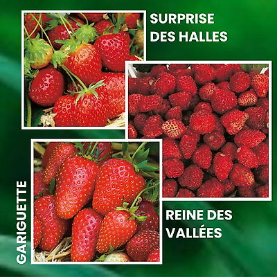 OFFRE FRAISIERS FORTE PRODUCTION - 60 PLANTS