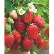 FRAISIER GENTO - 20 PLANTS