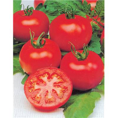 TOMATE MERVEILLE DES MARCHES - 1 G