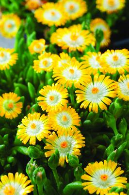 DELOSPERMA JEWEL OF DESERT - 3 GODETS