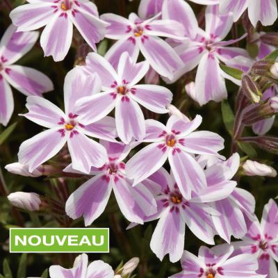 PHLOX SUBULATA CANDY STRIPES - 3 GODETS