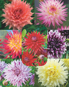 SUPER COLLECTION DAHLIAS CACTUS - 7 BULBES