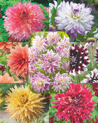 SUPER COLLECTION DAHLIAS DECORATIFS - 7 BULBES