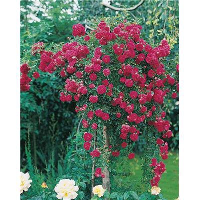 ROSIER PLEUREUR SCARLET MEILLANDECOR® MEIKROTAL - LE ROSIER