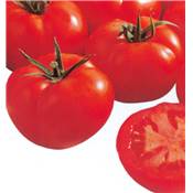 TOMATE FOURNAISE F1