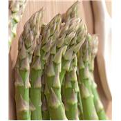 ASPERGE VOLTAIRE - 10 GRIFFES
