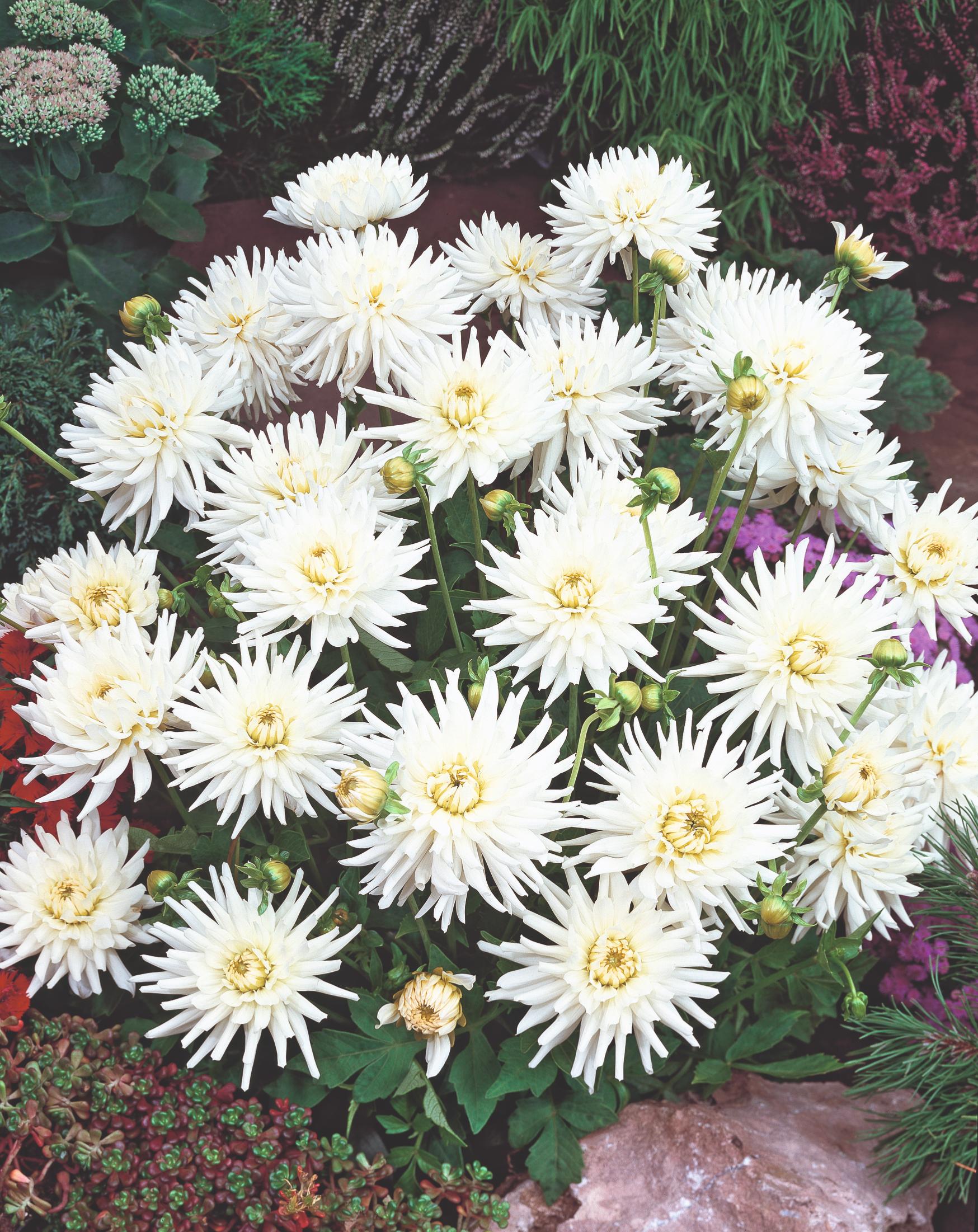 DAHLIA CACTUS PLAYA BLANCA - 2 BULBES