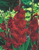 GLAIEUL OSCAR - 10 BULBES