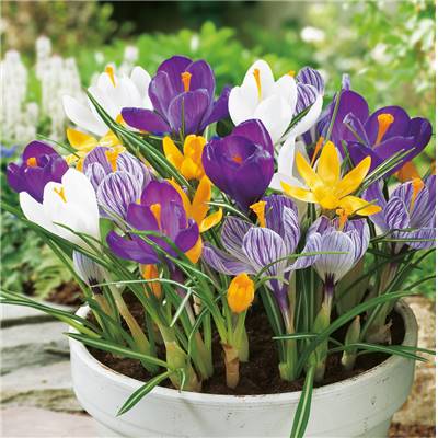 MELANGE CROCUS A GROSSES FLEURS - 40 BULBES