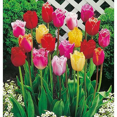 TULIPE DENTELLE MELANGE - 20 BULBES