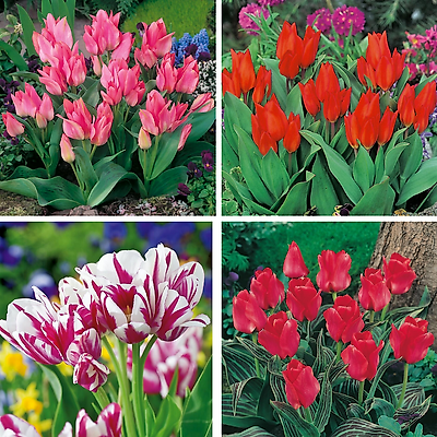COL 40 TULIPES BOTANIQUES PLURIFLORES