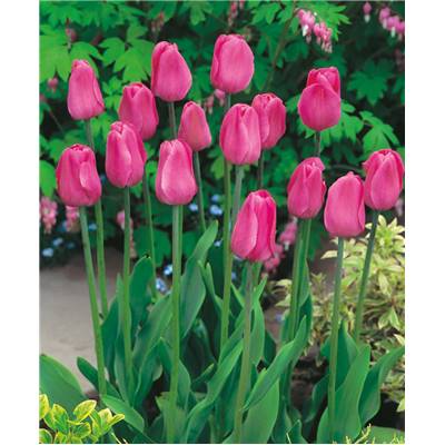 TULIPE DON QUICHOTTE - 10 BULBES