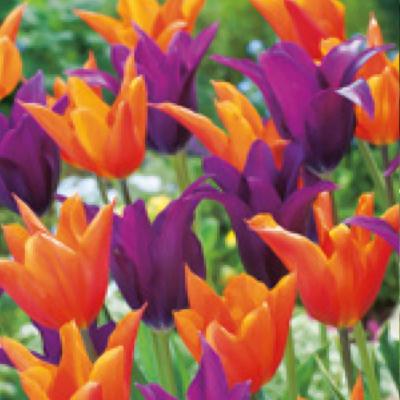 DUO TULIPES FLEURS DE LYS FRUITY- 10 BULBES
