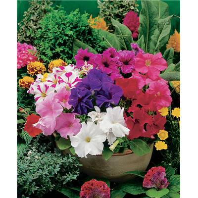 PETUNIA MULTIFLORE MELANGE - 0.5 G