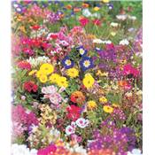 FLEURS NAINES BORDURES ET ROCAILLES - 4 G