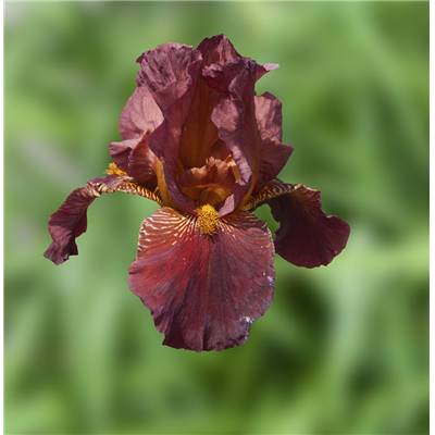 IRIS DES JARDINS ROYAL TAPESTRY - LE GODET