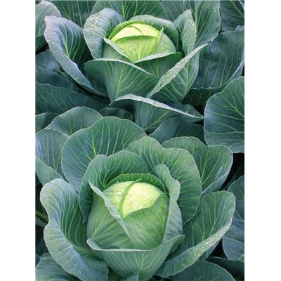 CHOU CABUS TETE DE PIERRE HF1 - 0.7G