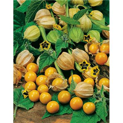 COQUERET DU PEROU PHYSALIS - 0.5 G