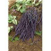 HARICOT A RAMES CARMINAT - 100 G