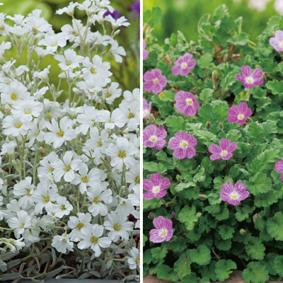 OFFRE FABRE : 6 mois de floraison
