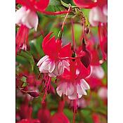 FUCHSIA EVITA ROUGE ET BLANC - 3 GODETS