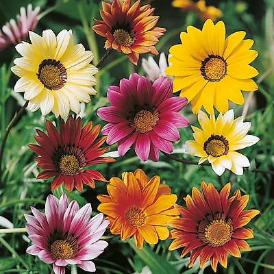 GAZANIAS - 3 PLANTES EN GODETS