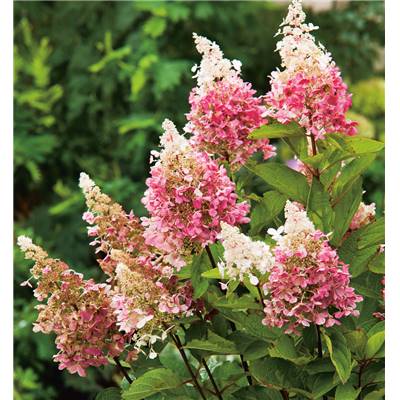 HORTENSIA VANILLE FRAISE - LE GODET