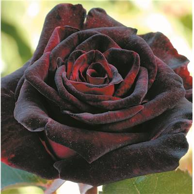 ROSIER BUISSON BLACK BACCARA ®- LE ROSIER