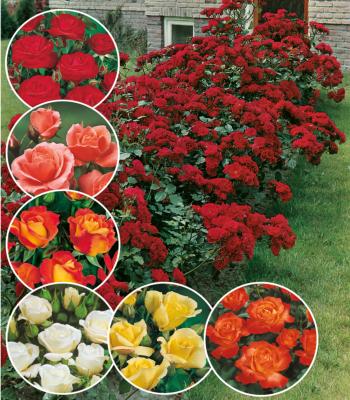OFFRE FABRE : 7 ROSIERS POLYANTHAS