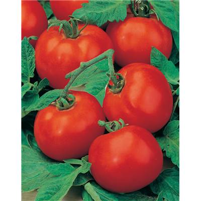 TOMATE ST PIERRE - 1 G